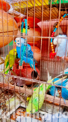 ৪০ টির মত রানিং বাজিগর বিক্রি হবে , টঙ্গী- গাজীপুর
